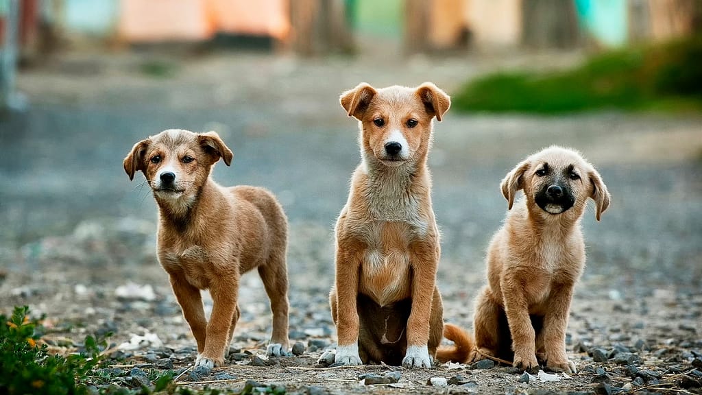 Puppy Programs