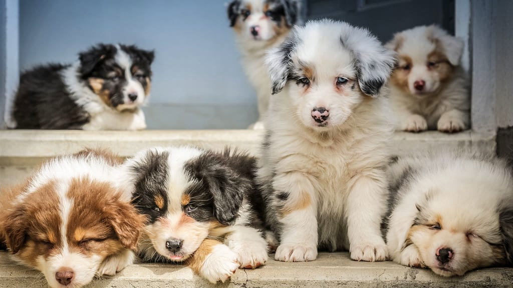 Puppy Programs