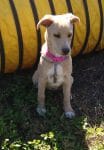 Puppy Programs