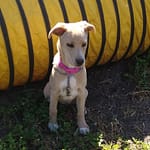 Puppy Programs