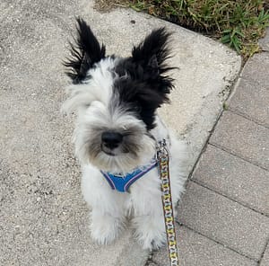 Puppy Programs